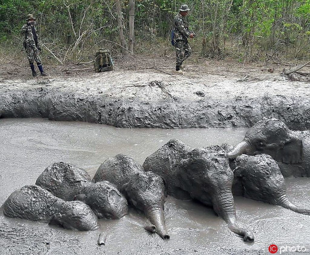 泰國6頭小象一同被困泥潭 獲工作人員解救