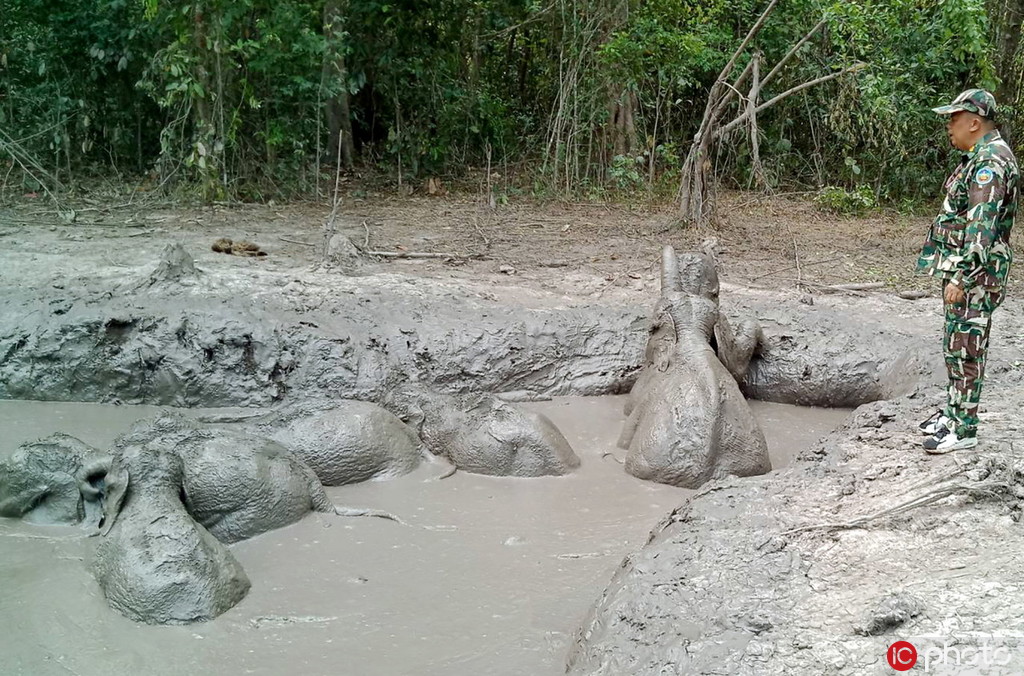 泰國6頭小象一同被困泥潭 獲工作人員解救【2】