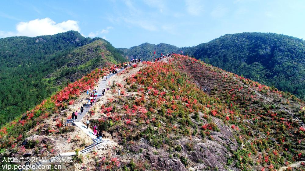 眾多游客在仙居縣橫溪鎮白冠山觀花賞景（無人機拍攝）。 