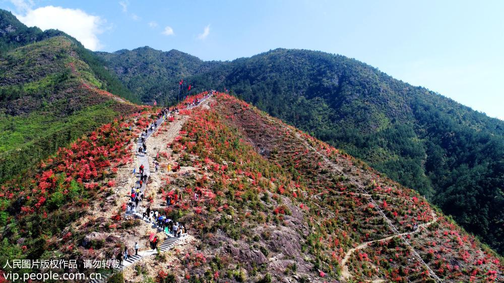 眾多游客在仙居縣橫溪鎮白冠山觀花賞景（無人機拍攝）。 
