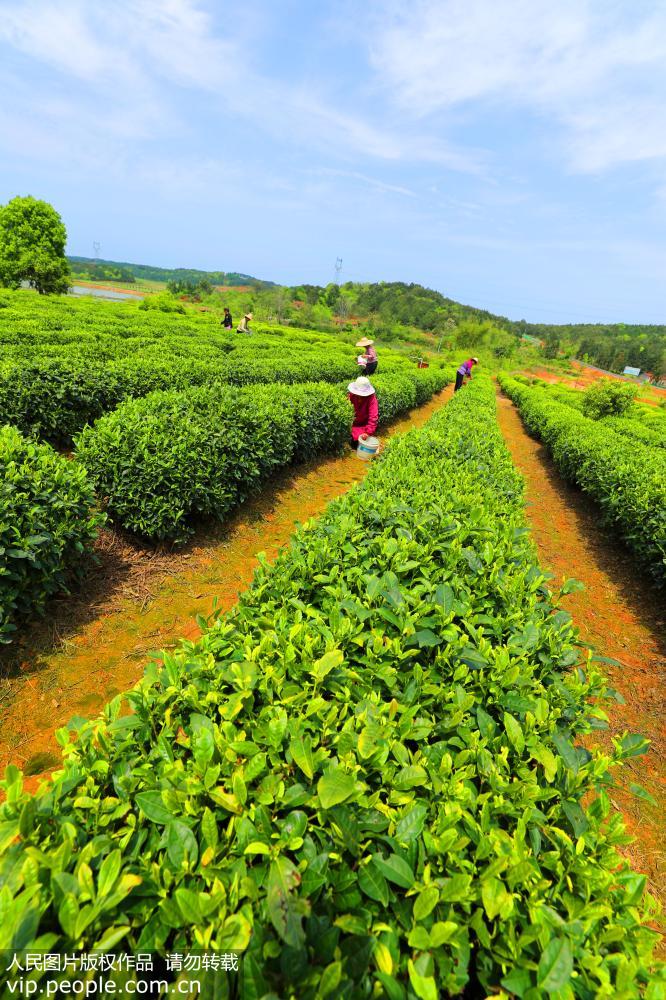 在江西省吉安市泰和縣武山墾殖場丘陵生態茶園，貧困農民在丘陵茶園採摘茶葉，春日田園一片繁忙景象。
