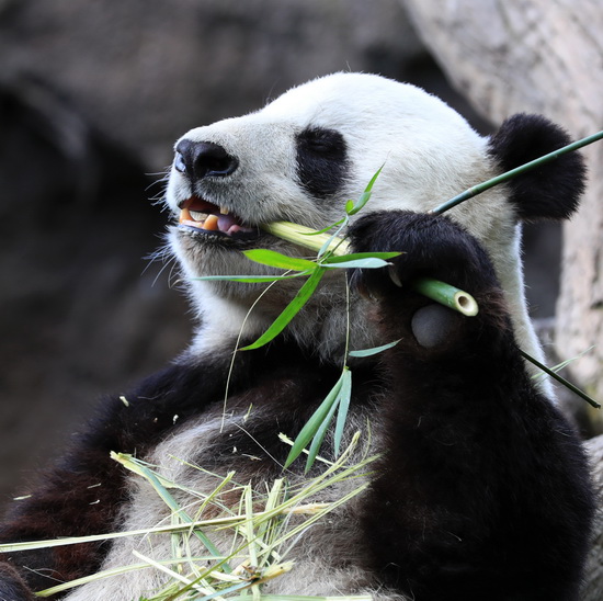 4月6日，在美国圣迭戈动物园熊猫馆，大熊猫“白云”在吃竹子。新华社记者李颖摄