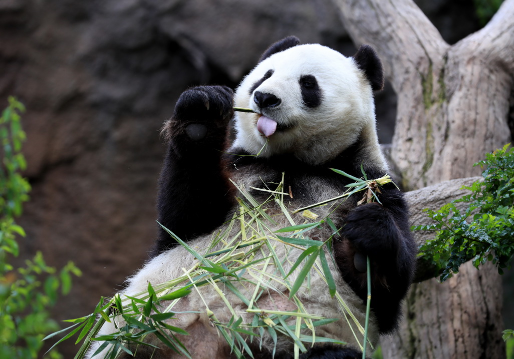 4月6日，在美國聖迭戈動物園熊貓館，大熊貓“白雲”在吃竹子。 新華社記者李穎攝