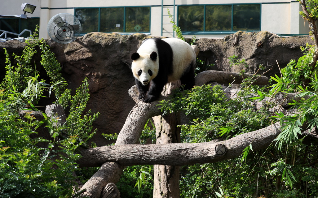 4月6日在美国圣迭戈动物园熊猫馆拍摄的大熊猫“白云”。新华社记者李颖摄