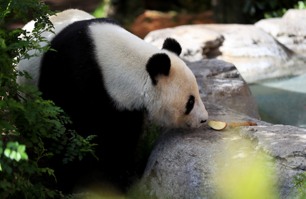 4月6日，在美國聖迭戈動物園熊貓館，大熊貓“白雲”在覓食。 新華社記者李穎攝