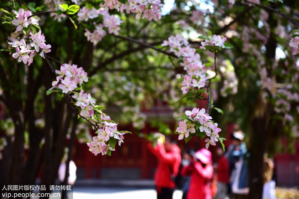 2019年4月7日 ，游客在故宮欣賞春花。