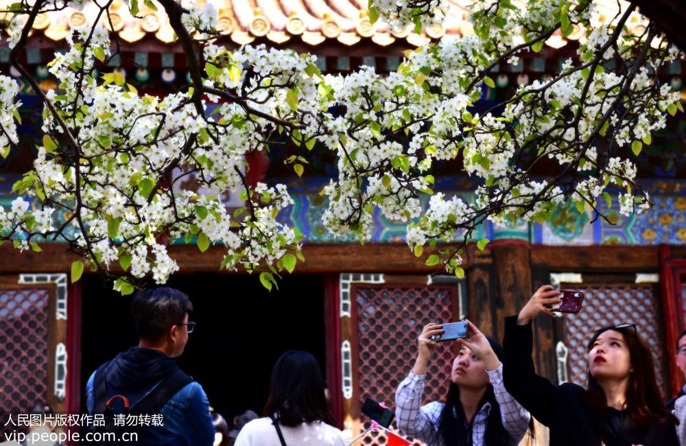 2019年4月7日，游客在故宮滿樹梨花下拍照。