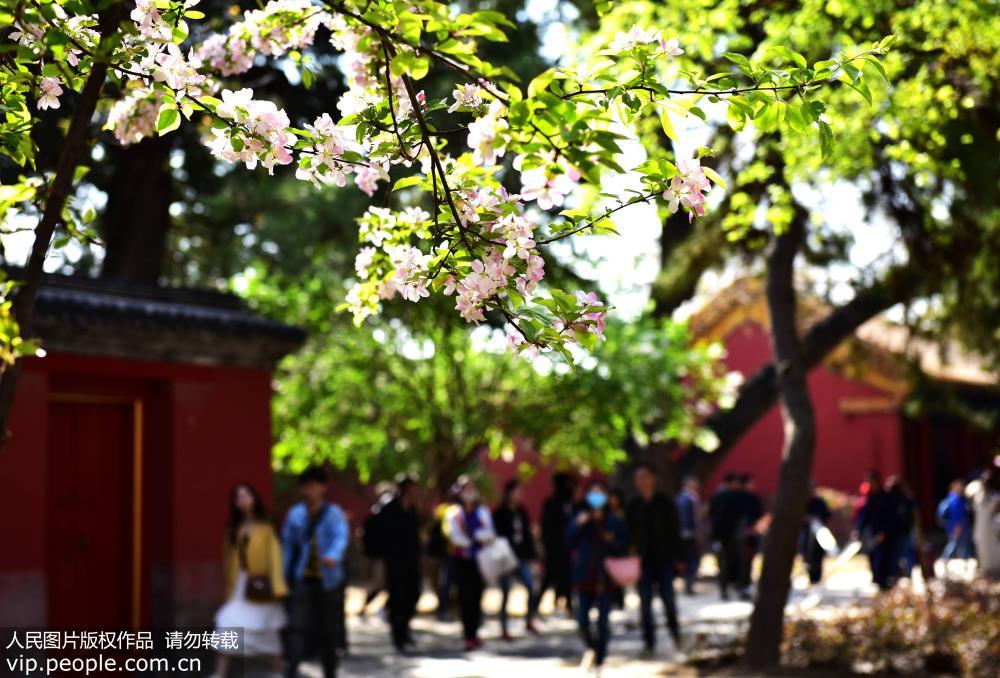 2019年4月7日，游客在故宮欣賞春花 。