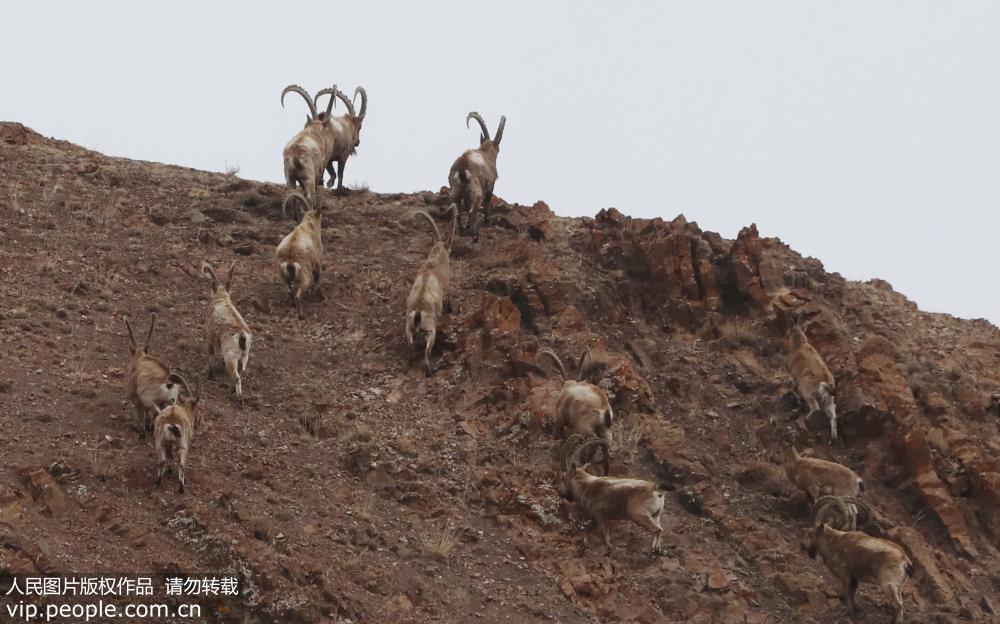 ��Ⱥ��ɽ��ۼ�����ɽ��4��