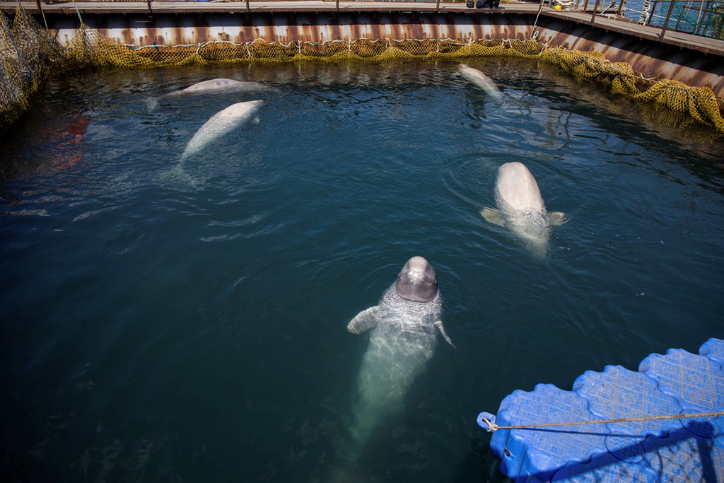 4��7���ڶ���˹�����߽�������Ĺ�������ͷ������豸 ��