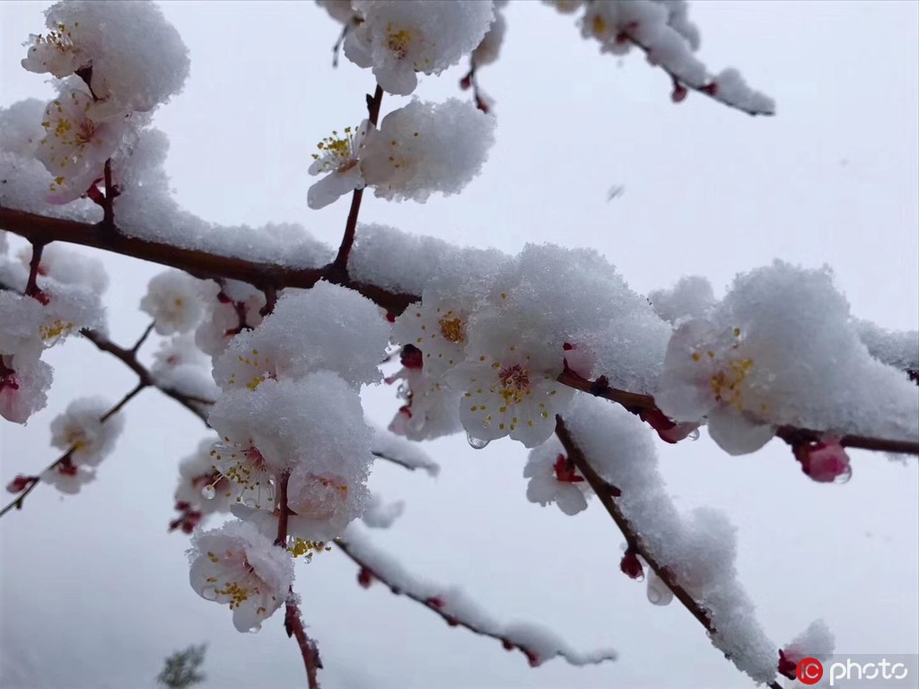 北京城內外雨雪交加景色美 山區一片銀裝素裹【5】
