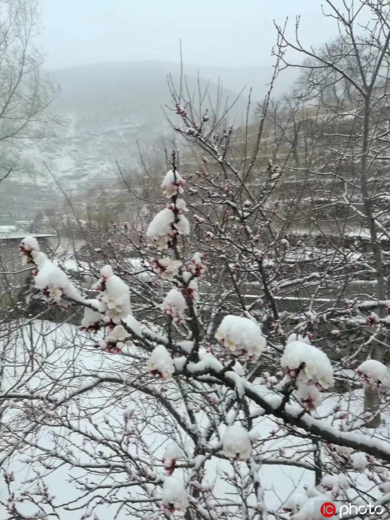 北京城內外雨雪交加景色美 山區一片銀裝素裹【4】