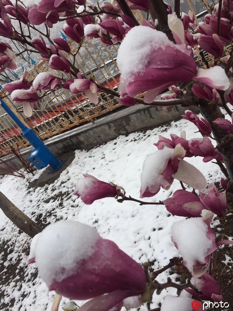 北京城內外雨雪交加景色美 山區一片銀裝素裹【12】
