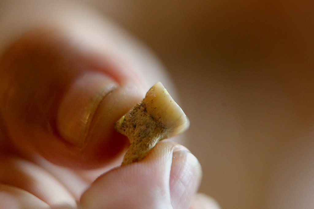4月11日，在菲律賓奎鬆城，考古學家阿曼德·米哈雷斯展示“呂宋人”的牙齒化石。 新華社發（烏馬利攝）