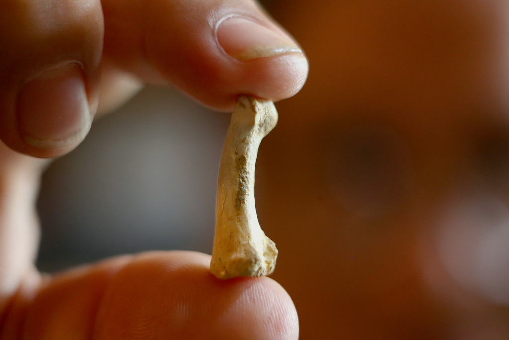 4月11日，在菲律賓奎鬆城，考古學家阿曼德·米哈雷斯展示“呂宋人”的骨骼化石。新華社發（烏馬利攝）