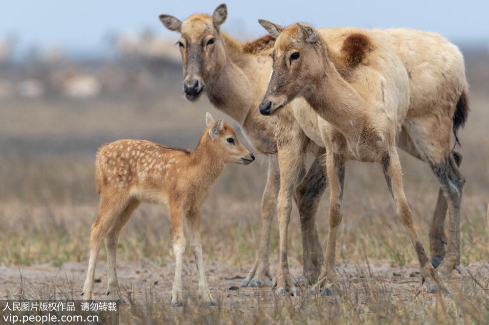 江蘇鹽城：野生麋鹿開始進入產仔高峰