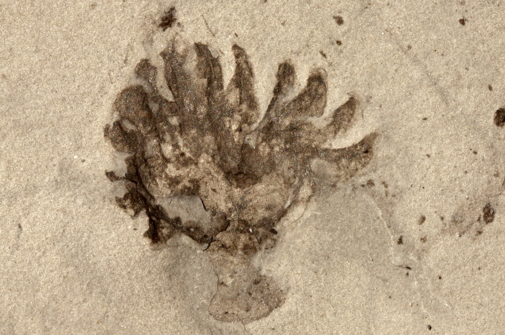 “清江生物群”中發現的新物種化石。新華社發（西北大學供圖）