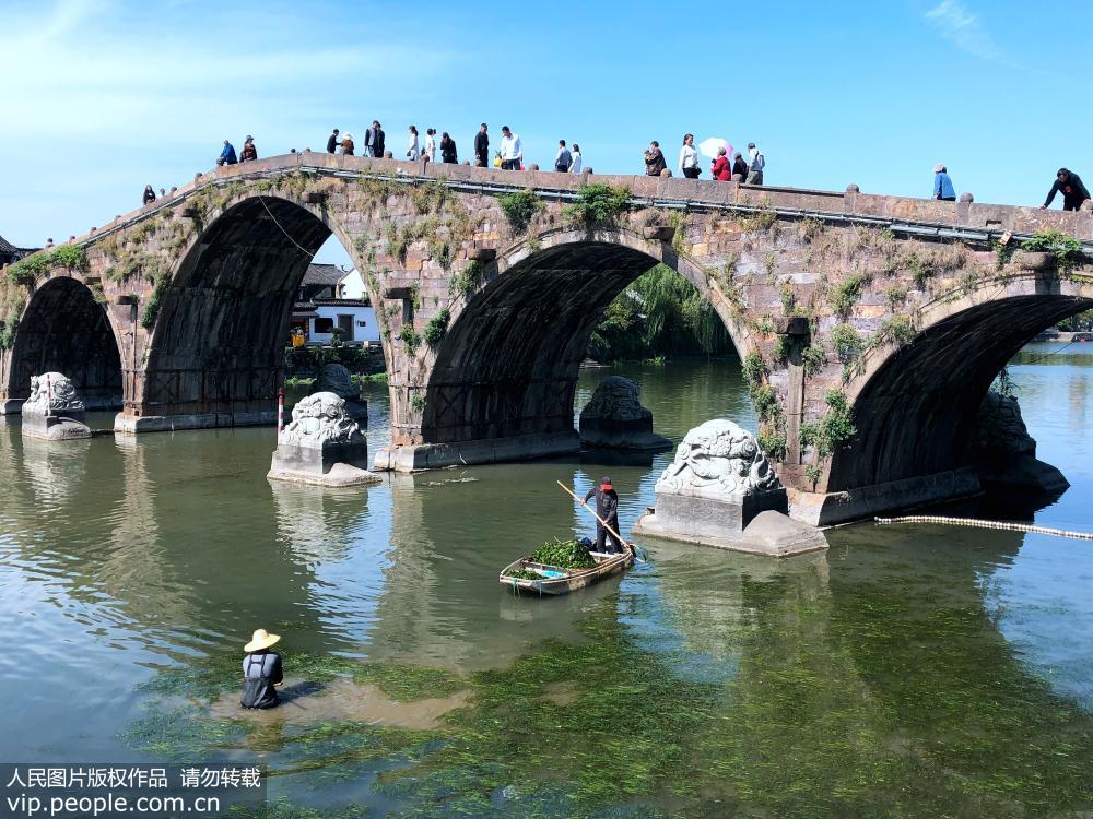 杭州：清理河中水草 保護古運河水質