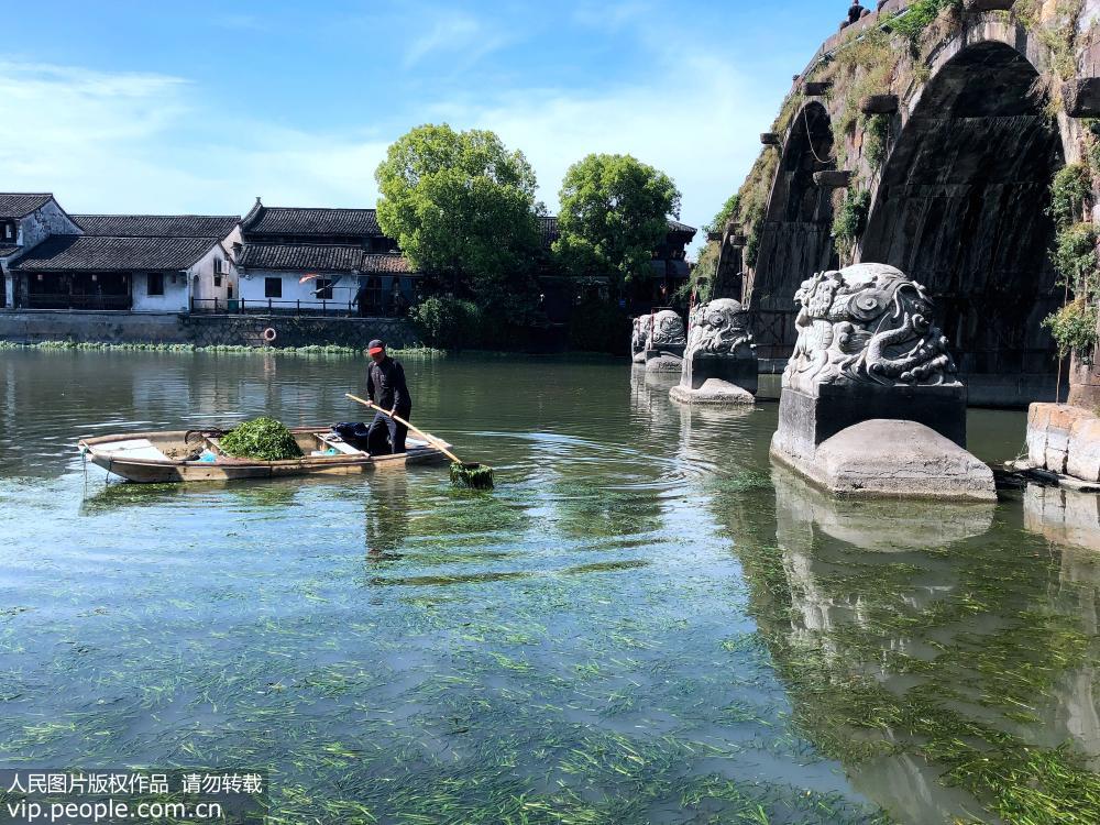 杭州：清理河中水草 保護古運河水質【4】