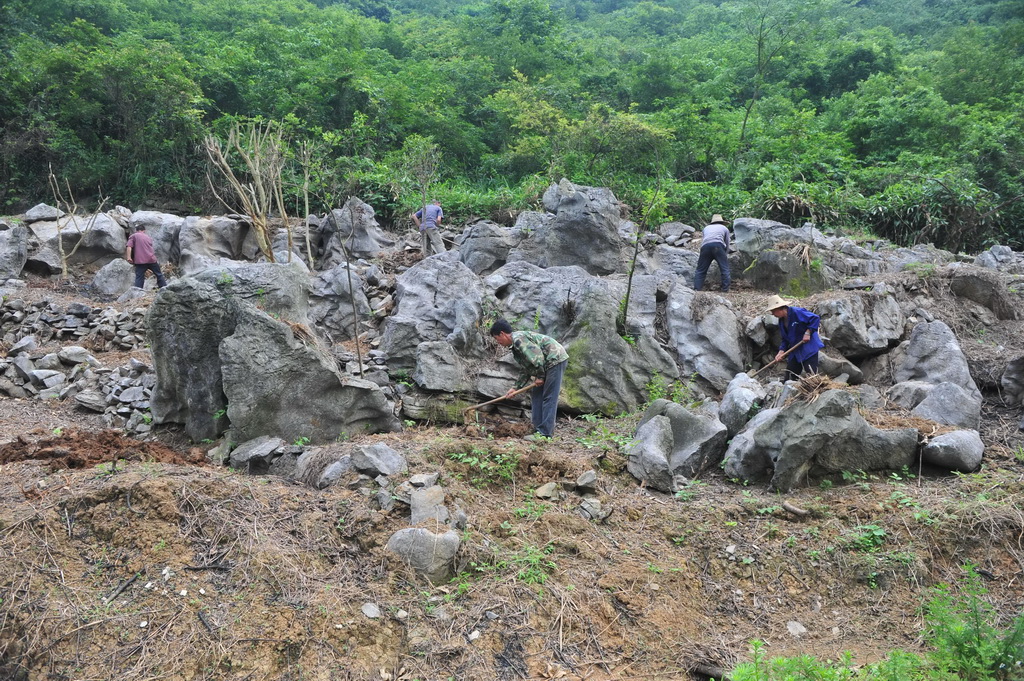 2013年5月15日，村民們在山上種植李樹苗。新華社記者 黃孝邦 攝