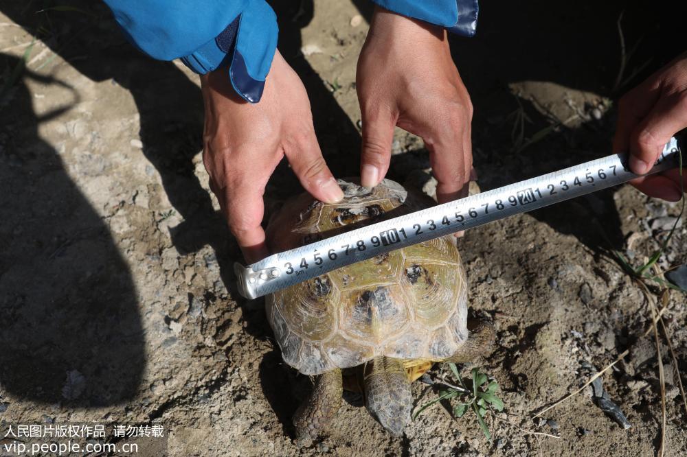 新疆艾比湖濕地國家自然保護區發現國家極危保護動物四爪陸龜【4】