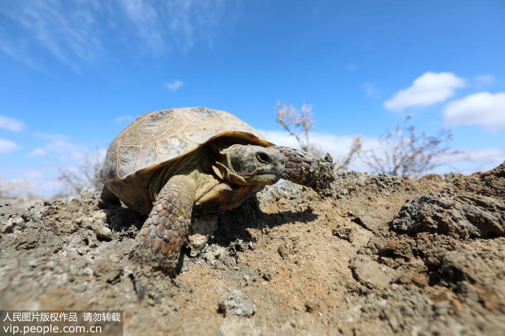 新疆艾比湖濕地國家自然保護區發現國家極危保護動物四爪陸龜【3】