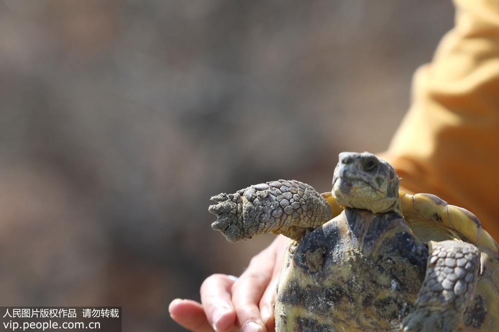 新疆艾比湖濕地國家自然保護區發現國家極危保護動物四爪陸龜【6】