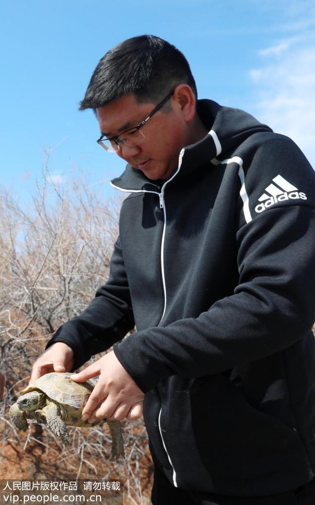 新疆艾比湖濕地國家自然保護區發現國家極危保護動物四爪陸龜【5】