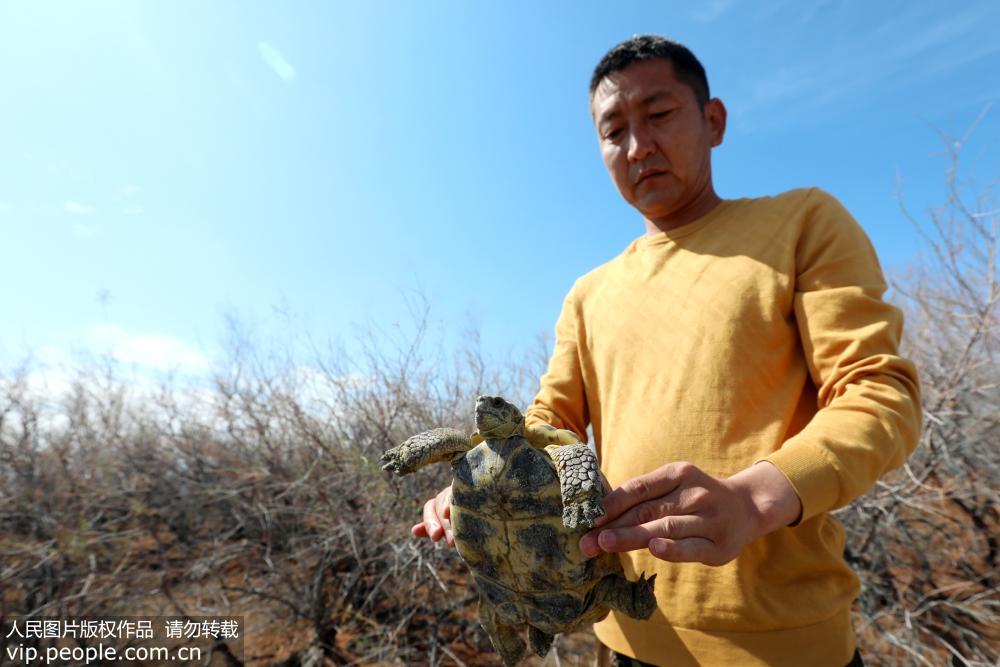 新疆艾比湖濕地國家自然保護區發現國家極危保護動物四爪陸龜