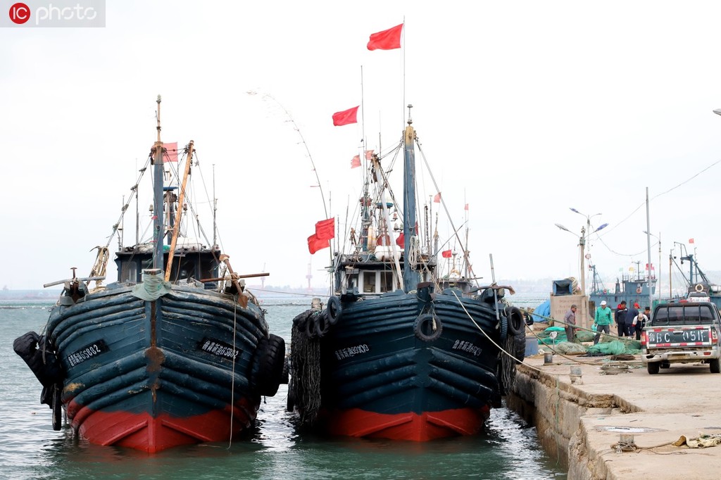 隨著伏季休漁期即將開始，連日來，山東省沿海眾多漁船陸續返回漁港靠泊，固定船隻，晾晒、修補漁網，整理漁具，為伏季休漁做准備。