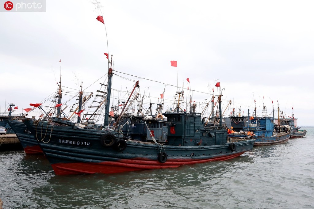 隨著伏季休漁期即將開始，連日來，山東省沿海眾多漁船陸續返回漁港靠泊，固定船隻，晾晒、修補漁網，整理漁具，為伏季休漁做准備。