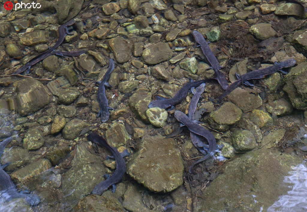 河南栾川：500多尾濒危生物“娃娃鱼”放流国家自然保护区