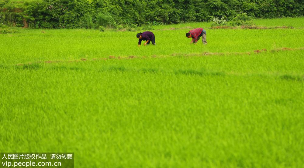 ����̩�ͣ���ɫ��԰ũ��æ��2��