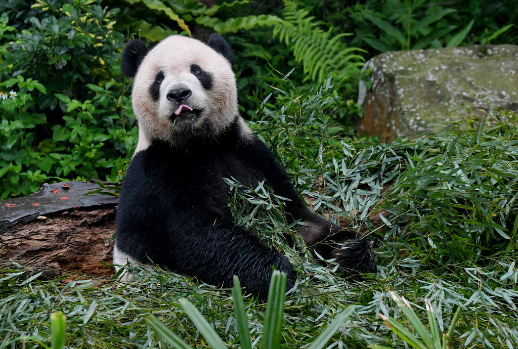 5月6日，大熊貓“團團”在台北動物園熊貓館吃竹葉。 新華社記者 張國俊 攝