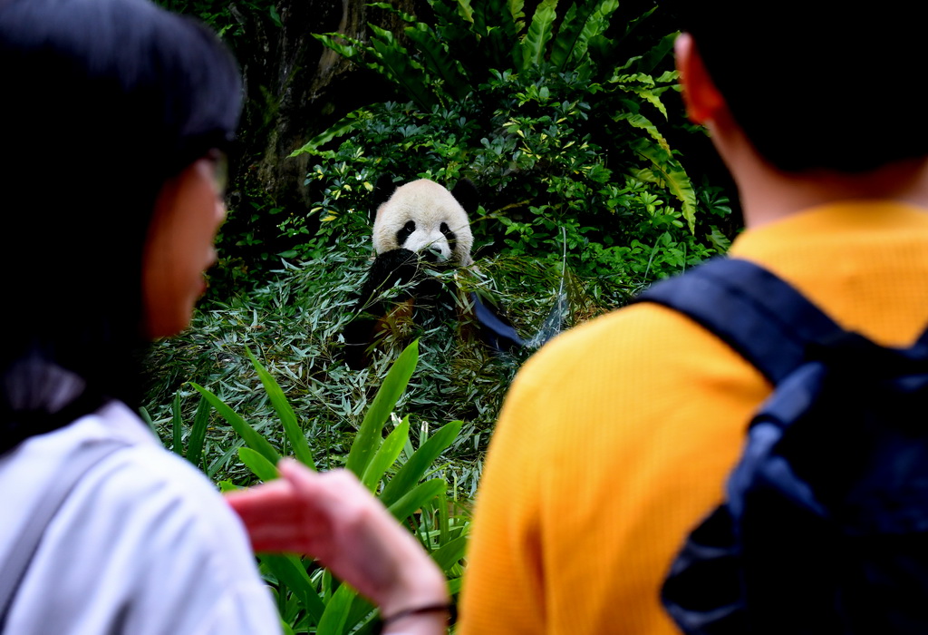 5月6日，游客在台北動物園參觀大熊貓。新華社記者 張國俊 攝