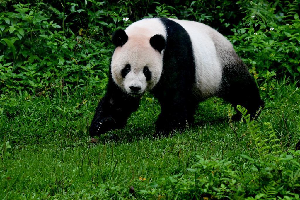 5月6日，大熊貓“團團”在台北動物園熊貓館玩耍。新華社記者 張國俊 攝