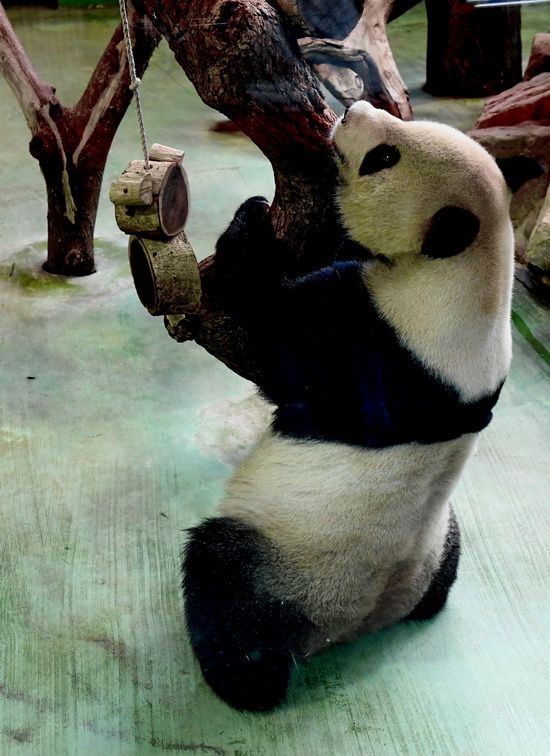 大熊貓“圓圓”在台北動物園熊貓館玩耍（4月28日攝）。新華社記者 張國俊 攝