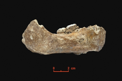 被發現的“夏河人”頜骨化石。受訪者供圖