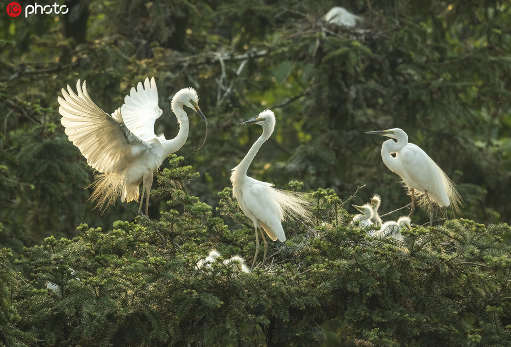 2019年5月11日，江西省南昌市象山森林公園，歸林的白鷺，有的在枝頭翩翩起舞，有的在給小鳥喂食。