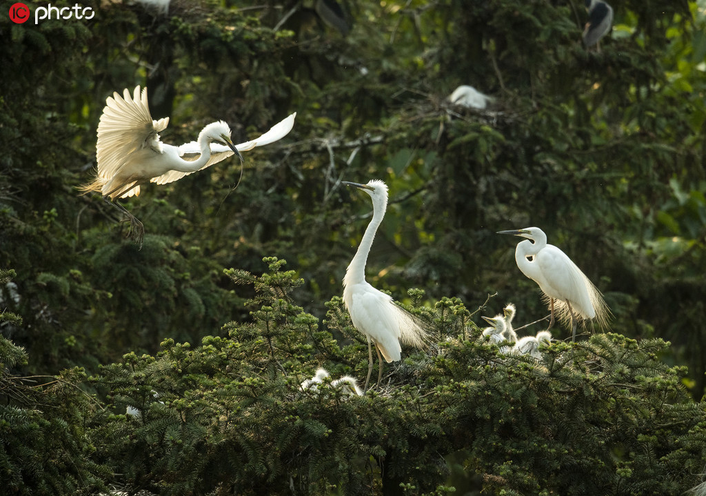 2019年5月11日，江西省南昌市象山森林公園，歸林的白鷺，有的在枝頭翩翩起舞，有的在給小鳥喂食。