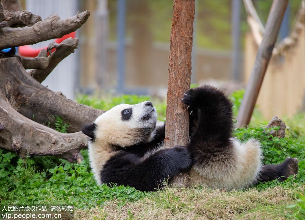 2019年5月11日，四川省阿壩藏族羌族自治州汶川縣耿達鄉，中國保護大熊貓研究中心耿達基地內的大熊貓在玩耍、睡覺，萌態十足。