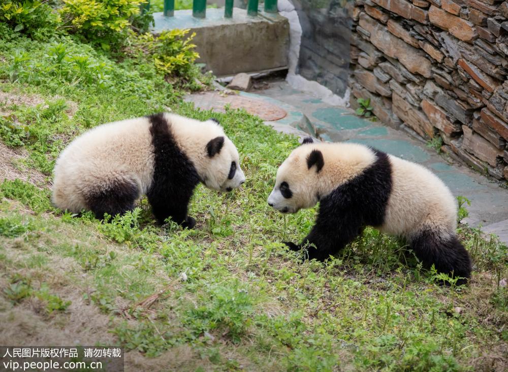 2019年5月11日，四川省阿壩藏族羌族自治州汶川縣耿達鄉，中國保護大熊貓研究中心耿達基地內的大熊貓在玩耍、睡覺，萌態十足。