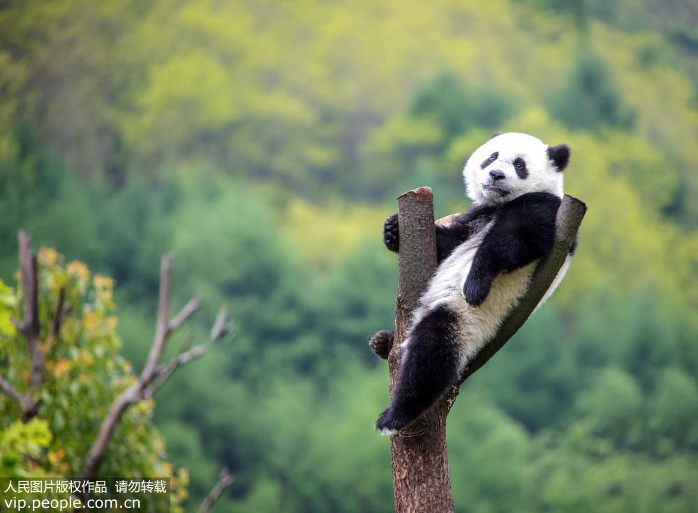 四川汶川：大熊貓萌態十足