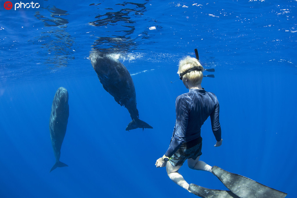摄影师拍潜水员与数头巨型抹香鲸海底同游【4】