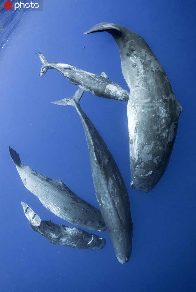 摄影师拍潜水员与数头巨型抹香鲸海底同游【3】