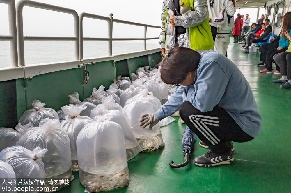 秦皇島：25萬尾褐馬鲆魚苗投放國家級水產種質資源保護區【3】