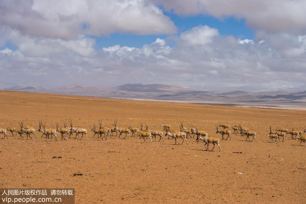 西藏改则县古姆乡现大规模藏羚羊迁徙【3】