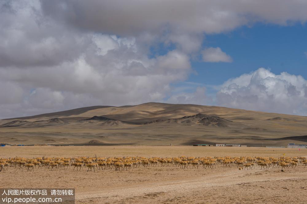西藏改则县古姆乡现大规模藏羚羊迁徙【4】