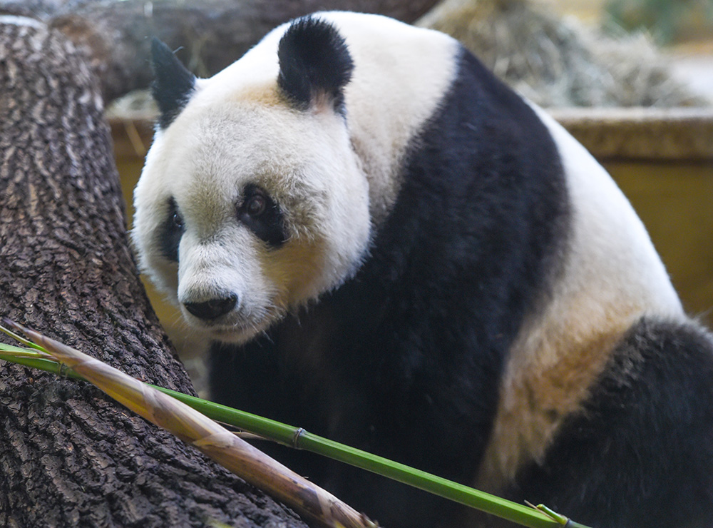 5月20日，在奥地利维也纳，大熊猫“园园”亮相美泉宫动物园。