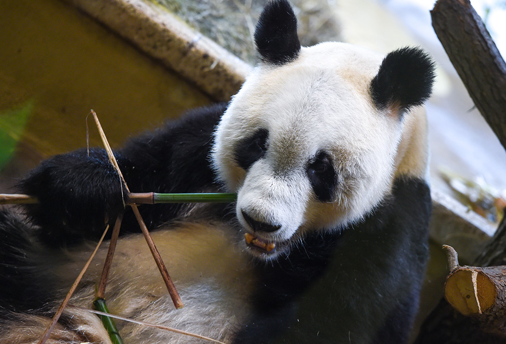5月20日，在奥地利维也纳，大熊猫“园园”亮相美泉宫动物园。